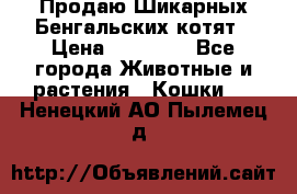 Продаю Шикарных Бенгальских котят › Цена ­ 17 000 - Все города Животные и растения » Кошки   . Ненецкий АО,Пылемец д.